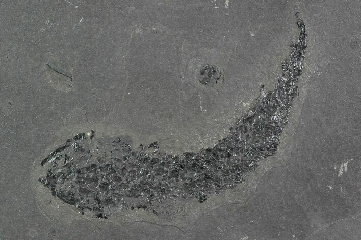 Devonian Lobed-Fin Fish (Osteolepis) - Scotland #98049